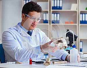 Paleontologist looking at extinct animal bone