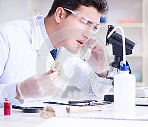 Paleontologist looking at extinct animal bone