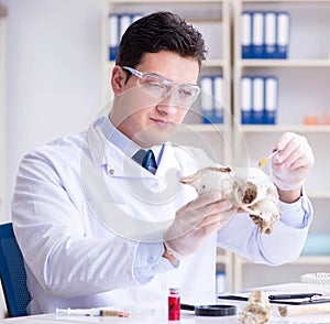 Paleontologist looking at extinct animal bone