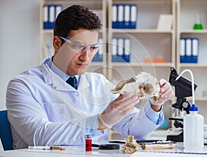 Paleontologist looking at extinct animal bone