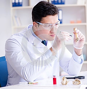 Paleontologist looking at extinct animal bone