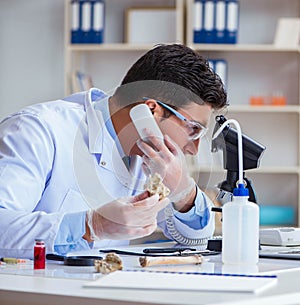 Paleontologist looking at extinct animal bone