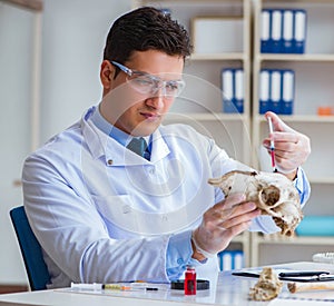 Paleontologist looking at extinct animal bone