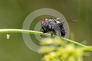 Pales is a genus of flies in the family Tachinida, popularly known as fly, close up on the read eye