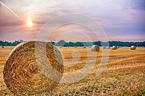 Pales of hay after harvest I