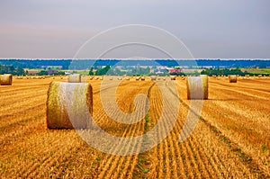 Pales of hay after harvest III