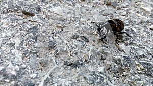 Pales weevil on the rock