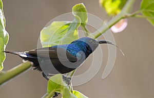 Palestine or Northern Orange-tufted Sunbird (Cinnyris osea). photo