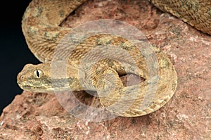 Palestine saw-scaled viper / Echis coloratus