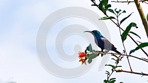 Palestine sunbird Cinnyris osea sitting on the flower branch