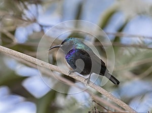 The Palestine sunbird, male, perched on the tree branch at  Beer Sheva`s park, Israel