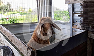 Palestinian brown ram in cage