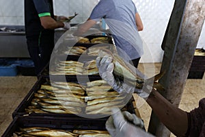 A Palestinian man prepares mackerel to be smoked in Rafah in the southern Gaza Strip