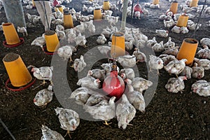 Palestinian men inspects chickens on his farm after winds and rain that lasted for several days, causing the death of a large numb