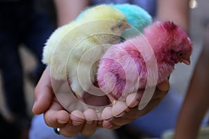 Palestinian sells colorful chicks in the market to birds in order to attract children to buy them as a source of earning money