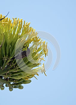 Palestinian sunbird