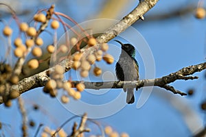 Palestinian Sunbird. Least Concern (Population stable) Found in parts of the Middle East and sub-Saharan Africa