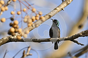 Palestinian Sunbird. Least Concern (Population stable) Found in parts of the Middle East and sub-Saharan Africa,