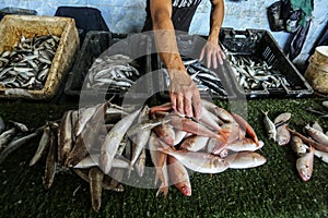 Palestinians in the central vegetable market photo