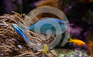 Paletail Unicornfish (Naso brevirostrus)