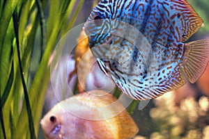 Paletki wild discus royal blue fish swimming in it`s natural habitat with yellow fish against coral plants in fresh water.