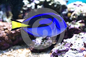 Palette surgeonfish photo