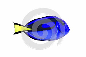 Palette surgeonfish photo