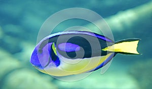 Palette Surgeonfish photo