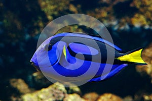 Palette surgeonfish