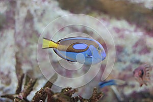 palette surgeonfish, blue tang