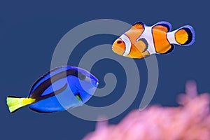 Palette surgeonfish and clown fish swimming together photo