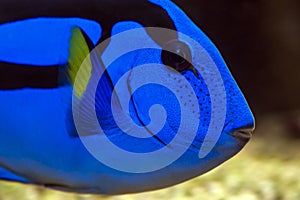 Palette surgeonfish - Pacific Blue Tang