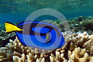 Palette surgeonfish - Pacific Blue Tang