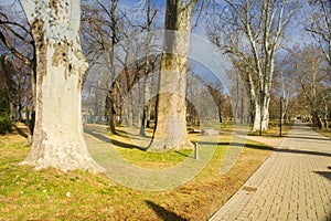 Old trees in the park near Palffy Manor house from the 17th century in park in Malacky Slovakia