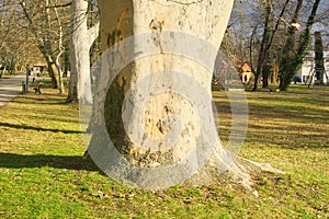 Old trees in the park near Palffy Manor house from the 17th century in park in Malacky Slovakia