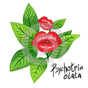 Palicourea elata, formerly Psychotria elata, illustration of a bright red tropical flower.isolated vector drawing