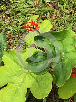 Palicourea exiguiflora, Princeville Botanical Gardens, Kauai, Hawaii, USA