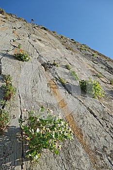 Paligremnos rock in Crete Greece with caper plants Capparis s
