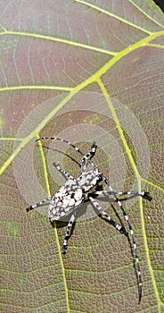 Palimna annulata, a long-horned beetle.