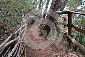 Palinuro Ã¢â¬â Particolare del sentiero della pineta photo