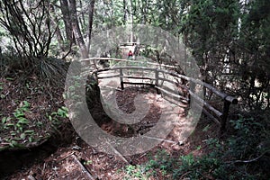 Palinuro Ã¢â¬â Scale del sentiero della pineta photo