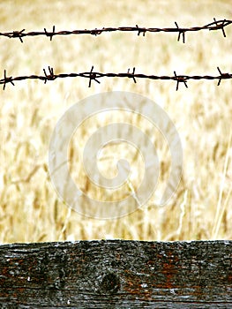 Palisade and cornfield