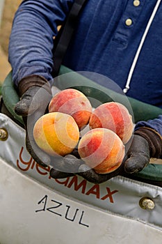 Palisade Peaches photo