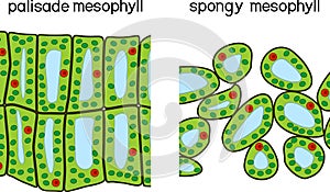 Palisade and spongy mesophyll.