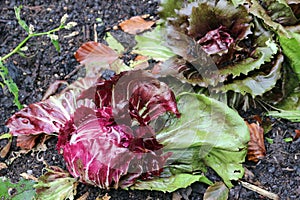 Palla rossa radicchio