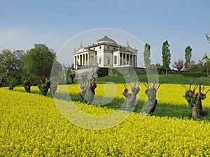 Palladio's Villa La Rotonda in spring with a rapeseed field