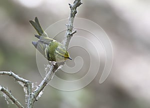 Pallas ' Boszanger, Pallas's Leaf Warbler, Phylloscopus proregulu