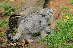 Pallas' cat