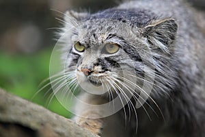 Pallas cat