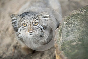 Pallas cat Otocolobus manul. Manul is living in the grasslands and montane steppes of Central Asia. Little cute baby manul.
